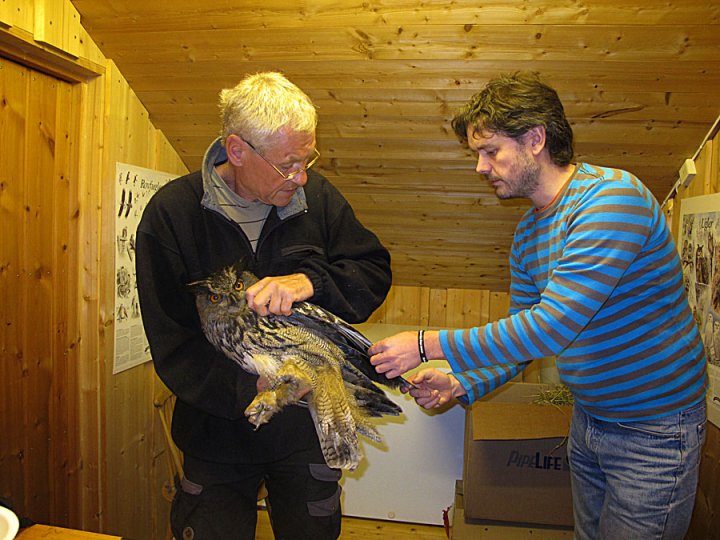 Helge Grønlien og Jo Heggset med hubro