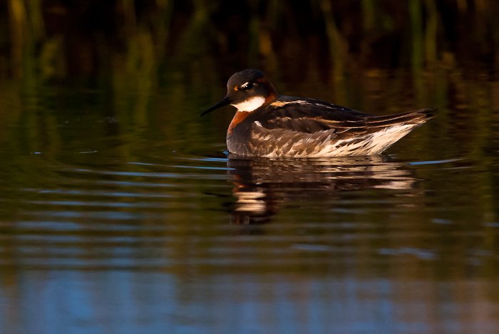 Svømmesnipe