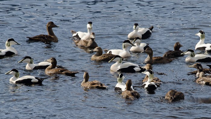 Ærfugl på yttersia Lofoten