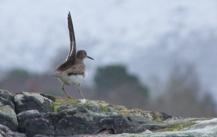 Strandsnipe