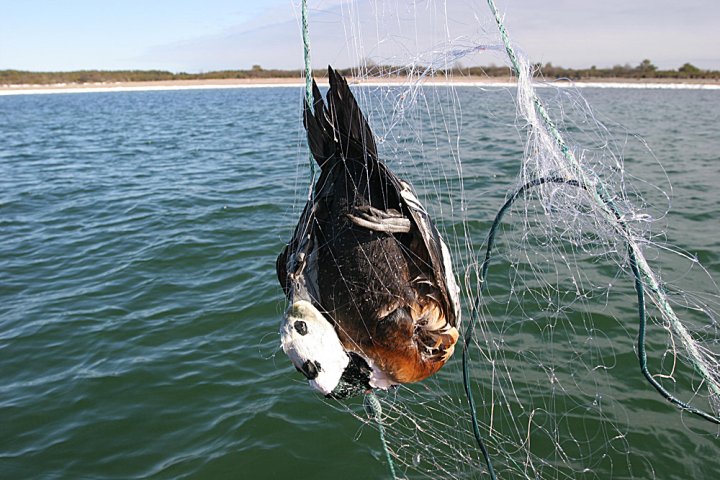 Stellerand drept i fiskegarn