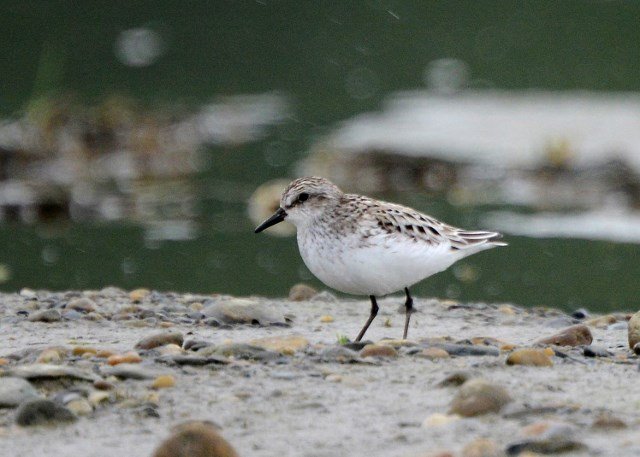 Sandsnipe