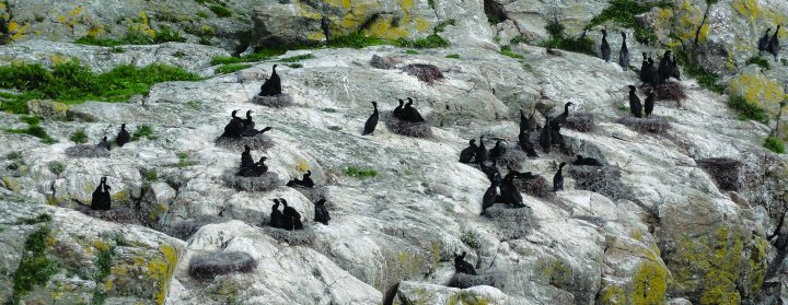 Storskarvkoloni på Lyngsøy Storskarvkoloni på Lyngsøy