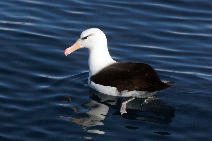 Svartbrynalbatross