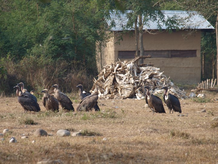 Gribbe-restaurant i Nepal