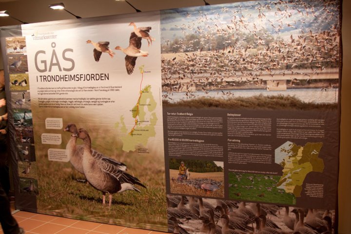 Gåsevegg Trondheimsfjorden Våtmarkssenter Gåsevegg Trondheimsfjorden Våtmarkssenter