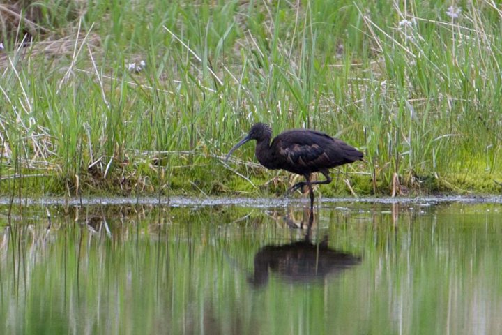 Bronseibis