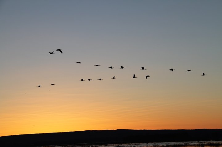 Ankomst Hornborgasjön