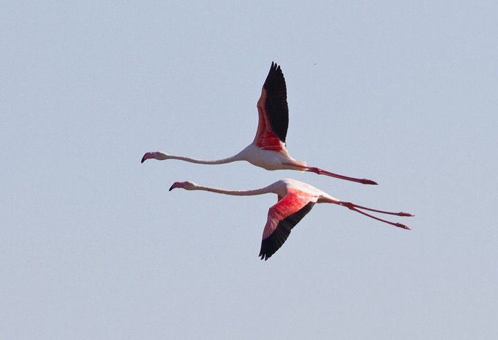 Rosenflamingo