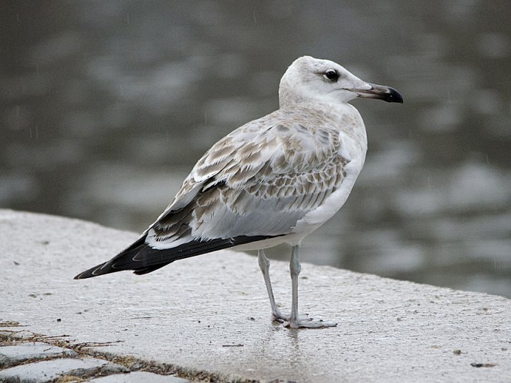 Steppemåke Steppemåke