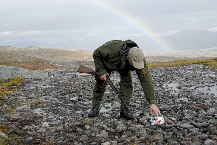 Fjellrypejeger med bytte