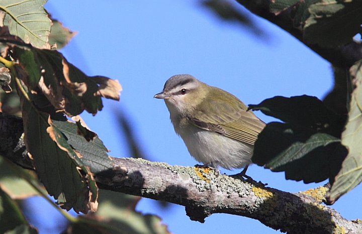 Rødøyevireo