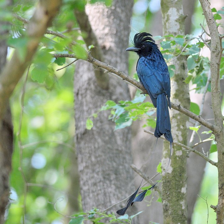 Dragedrongo