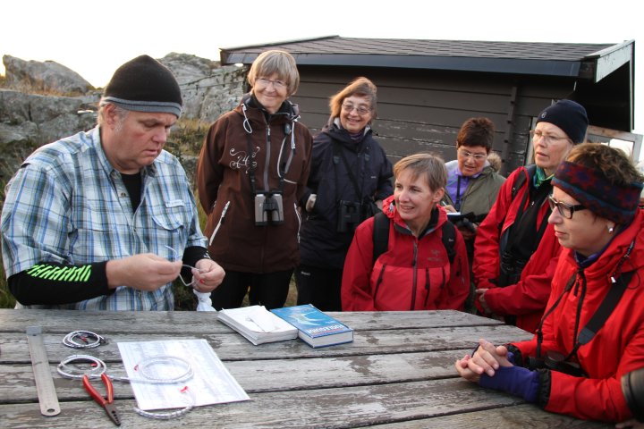 Ringmerking på Utsira 2014