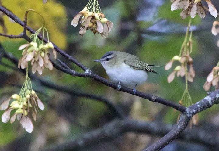 Rødøyevireo