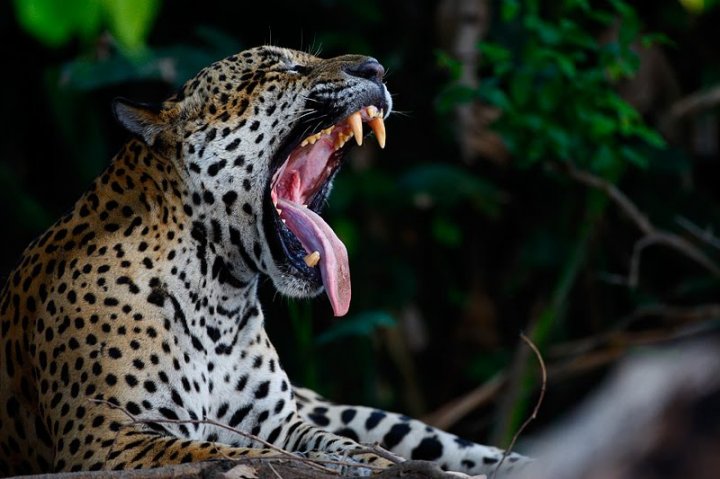 Jaguar