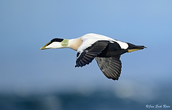 Ærfugl Ærfugl