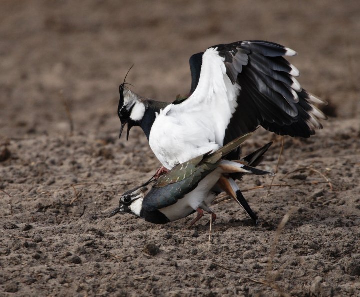 Vipe (Vanellus vanellus)