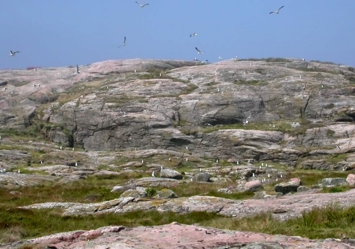 Typisk sildemåkekoloni på Kubbøy i Søgne.