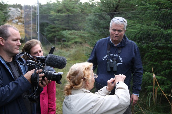 NRK filmer mens en tar ut gylbrynsanger fra nettet