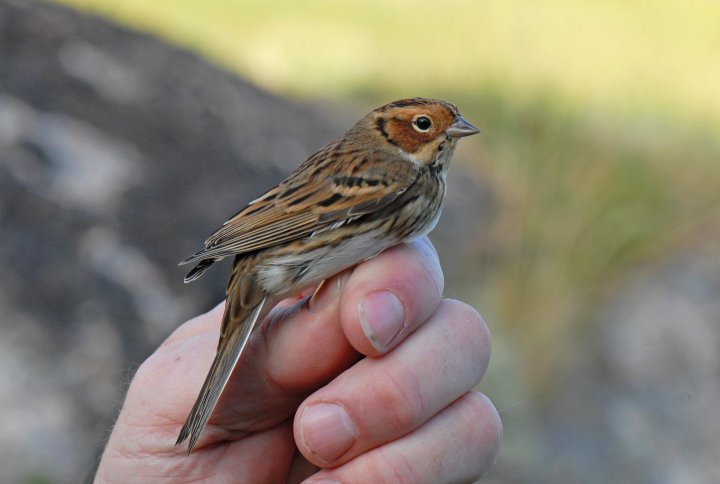 Dvergspurv (c) Oddvar Heggøy