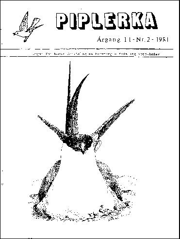 Piplerka 11 (1981-2)