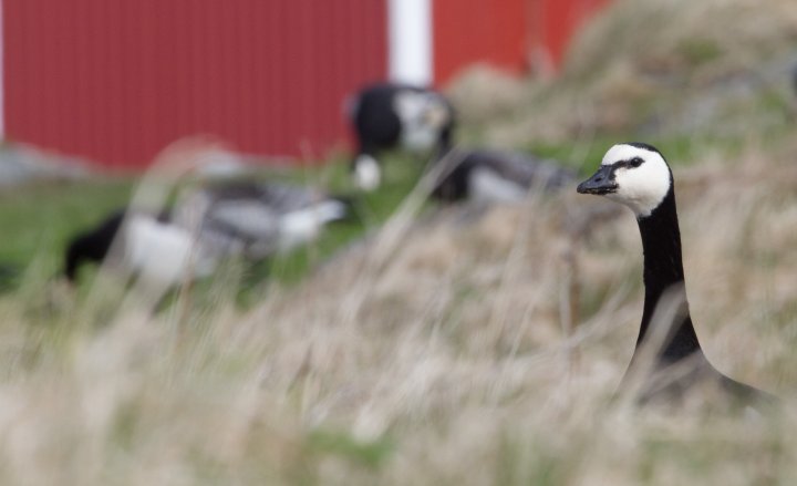 Hvitkinngås på Helgeland