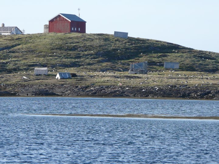 Hvitkinngås og ærfugl