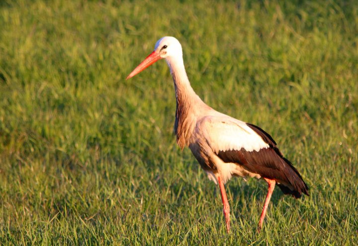 Stork