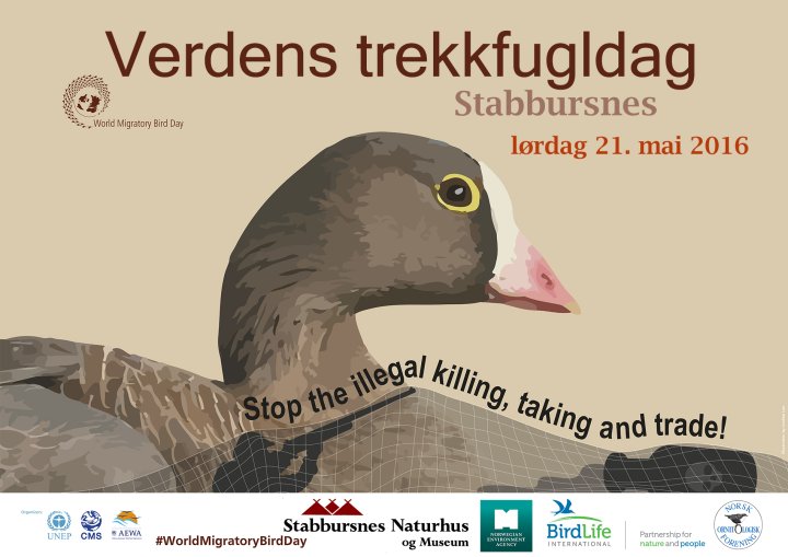 Fuglenes dag på Stabbursnes arrangeres 21. mai 2016!