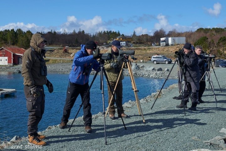 Fuglekikking