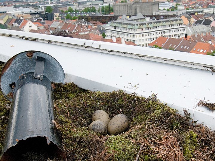 Sildemåke reir Realfagsbygget Bergen