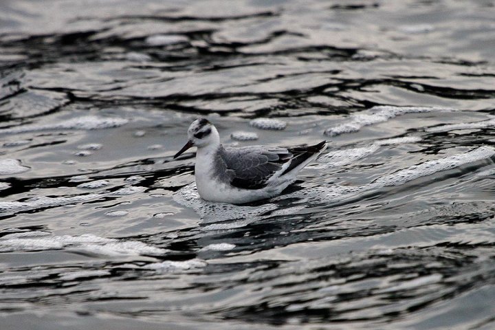 Polarsvømmesnipe