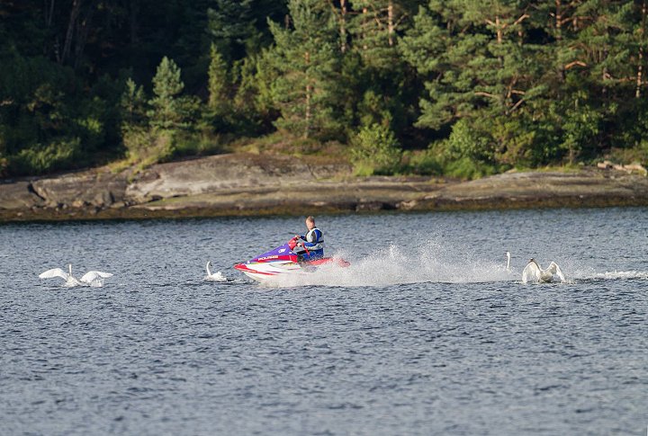 Vannscooter og knoppsvaner