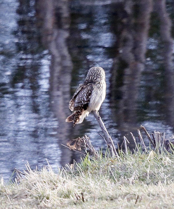 1 poeng Fotonøtta Vår Fuglefauna 2-2016 1 poeng Fotonøtta Vår Fuglefauna 2-2016