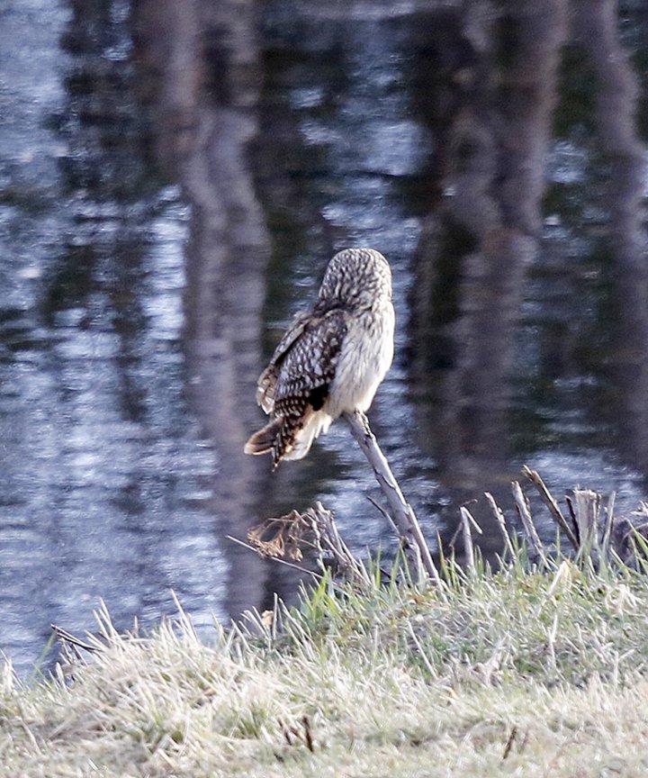 1 poeng Fotonøtta Vår Fuglefauna 2-2016