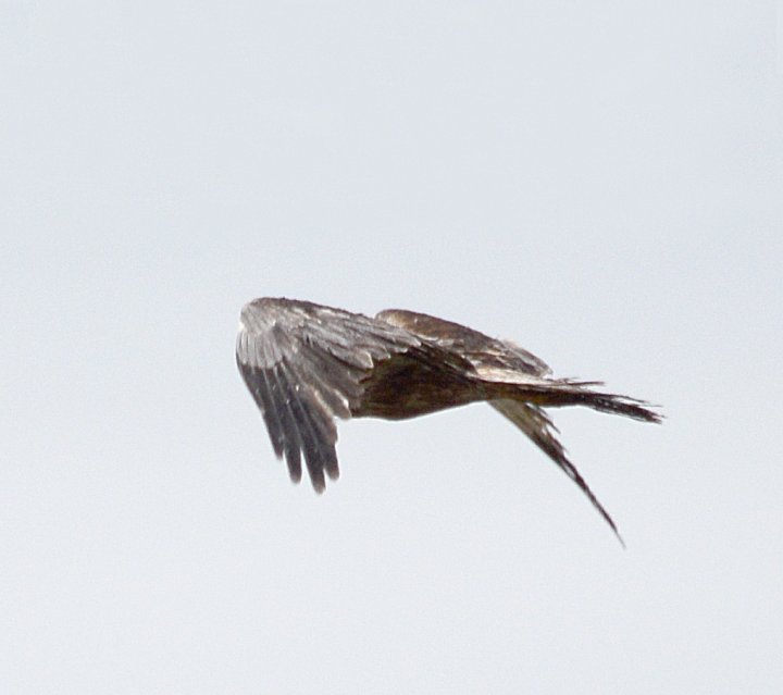 3 poeng Fotonøtta Vår Fuglefauna 2-2016 3 poeng Fotonøtta Vår Fuglefauna 2-2016