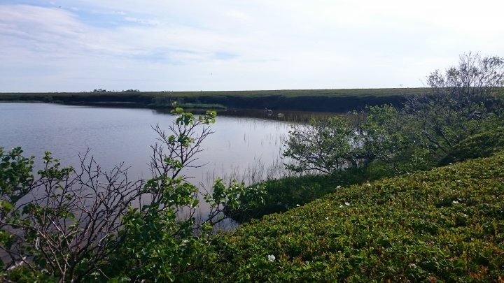 Andøya med Skogvoll IBA, Nordland Andøya med Skogvoll IBA, Nordland