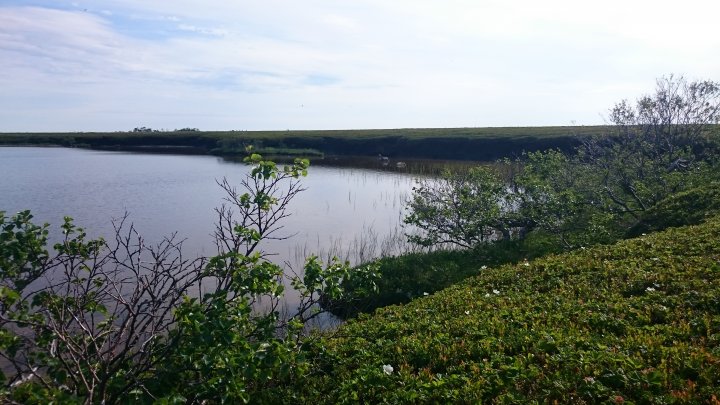 Andøya med Skogvoll IBA, Nordland