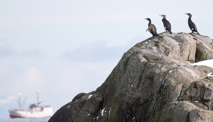 Storskarv på berg