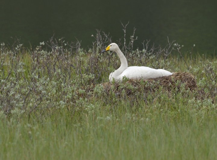 Sangsvane på reir