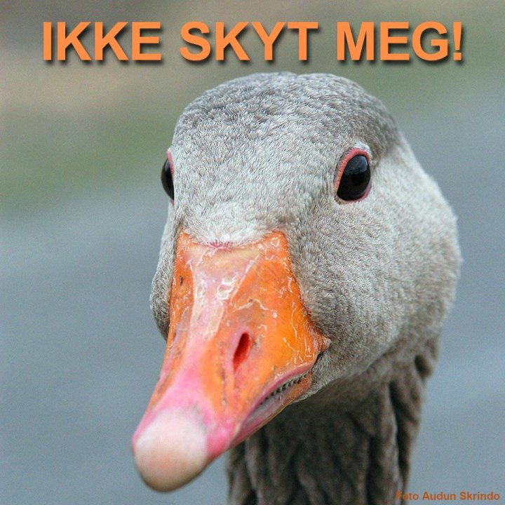 Ikke skyt meg!