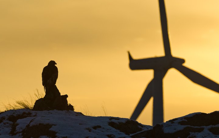 Kongeørn og vindturbin