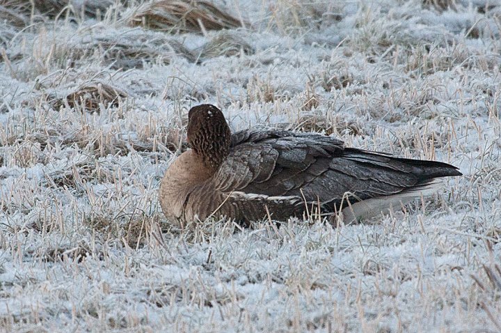 3 poeng Fotonøtta Vår Fuglefauna 3-2016