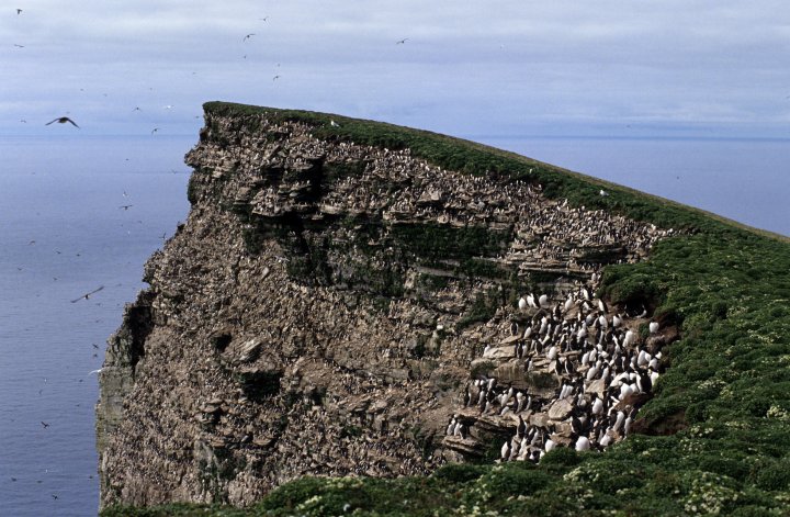 Fuglefjell på Bjørnøya