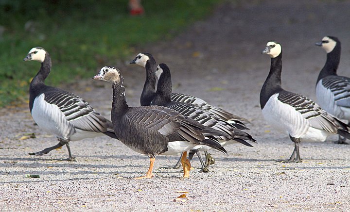 Hybrid dverggås og hvitkinngås