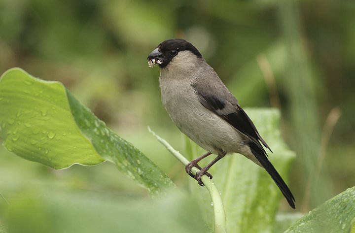 Asordompap Asordompap