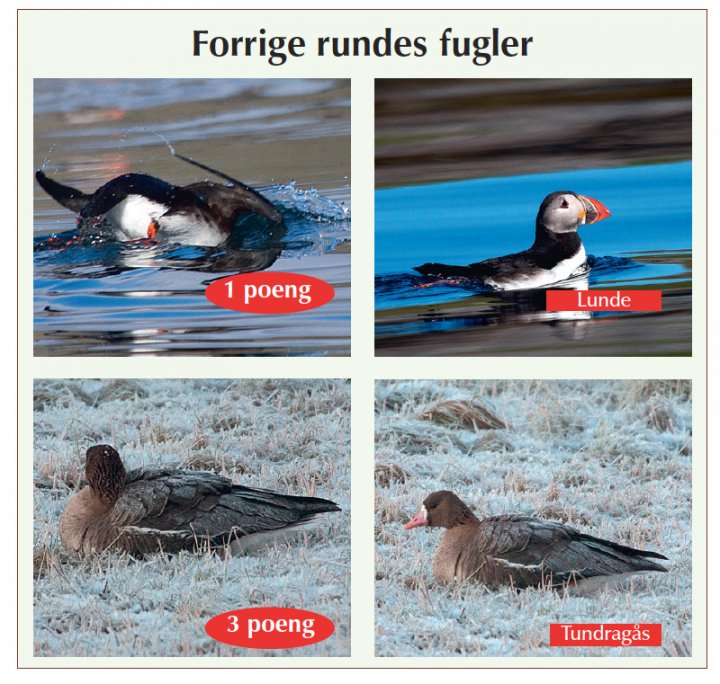 Fotonøtta Vår Fuglefauna 4-2016 fasitbilder