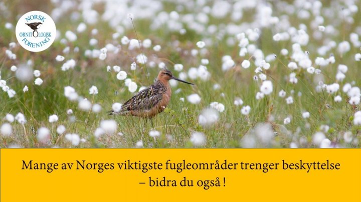 Lappspove Lappspove