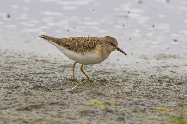 Temmincksnipe Temmincksnipe